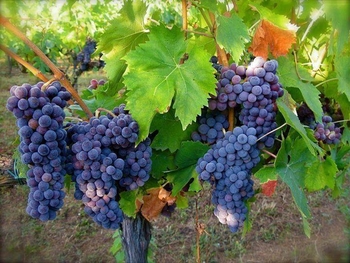 Grapes