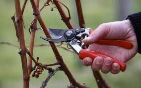 Pruning