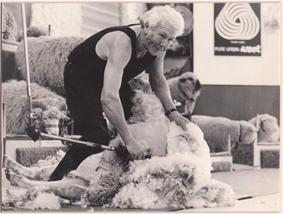 SheepShearing