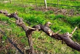 pruned grapevine